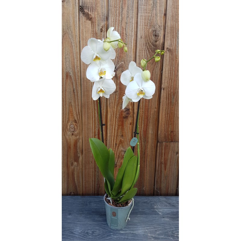 Cache pot Orchidée, diamètre 12 cm